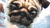 Mops unter Wasser
