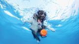 Hund unter Wasser, Casteel