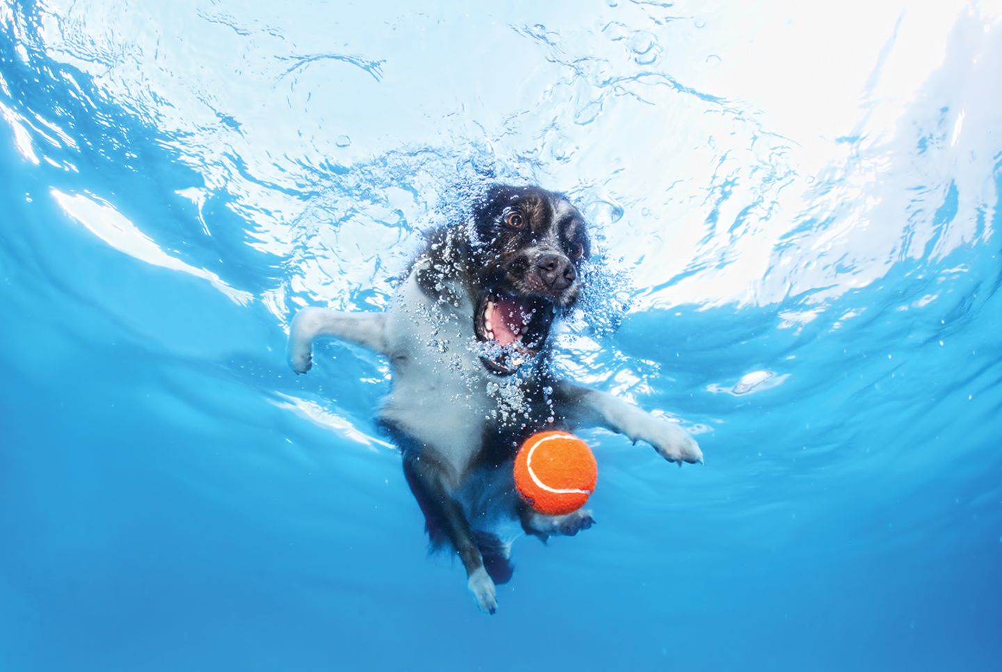 Hund unter Wasser, Casteel