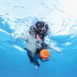 Hund unter Wasser, Casteel