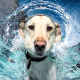 Hund unter Wasser, Casteel