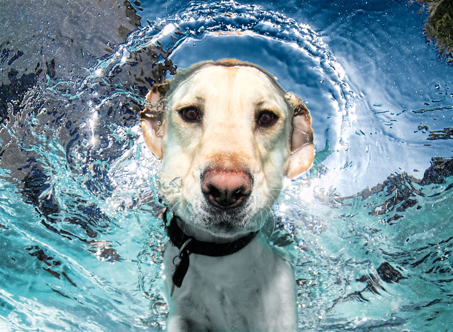 Hund unter Wasser, Casteel