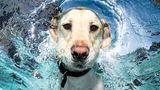 Hund unter Wasser, Casteel