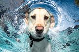 Hund unter Wasser, Casteel