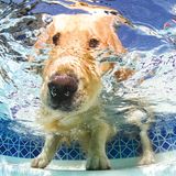 Hund unter Wasser, Casteel