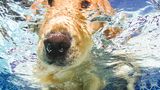 Hund unter Wasser, Casteel