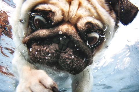Hund unter Wasser, Casteel