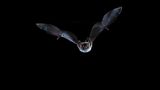 Wasserfledermaus