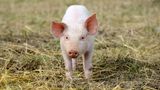 Schwein