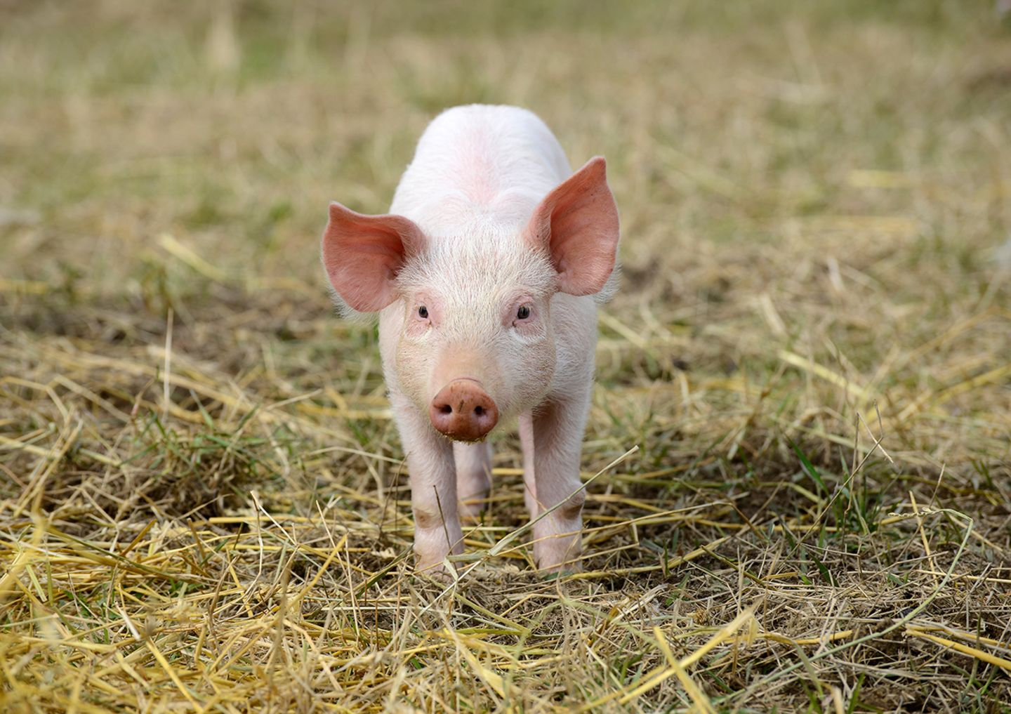 Schwein
