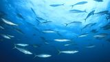 Tunfisch
