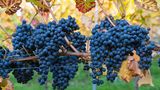 Wein