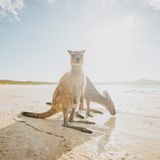 Lucky Bay, Australien