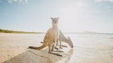 Lucky Bay, Australien