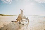 Lucky Bay, Australien