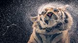 Tim Flach "In Gefahr"