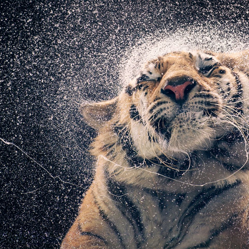 Tim Flach "In Gefahr"