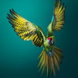 Tim Flach "In Gefahr"