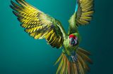 Tim Flach "In Gefahr"