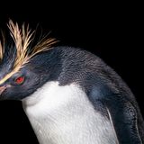 Tim Flach "In Gefahr"