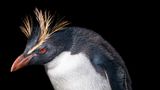 Tim Flach "In Gefahr"