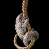 Tim Flach "In Gefahr"