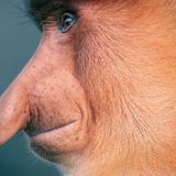 Tim Flach "In Gefahr"