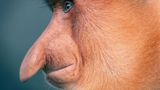 Tim Flach "In Gefahr"