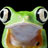 Tim Flach "In Gefahr"