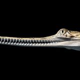 Tim Flach "In Gefahr"