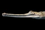 Tim Flach "In Gefahr"