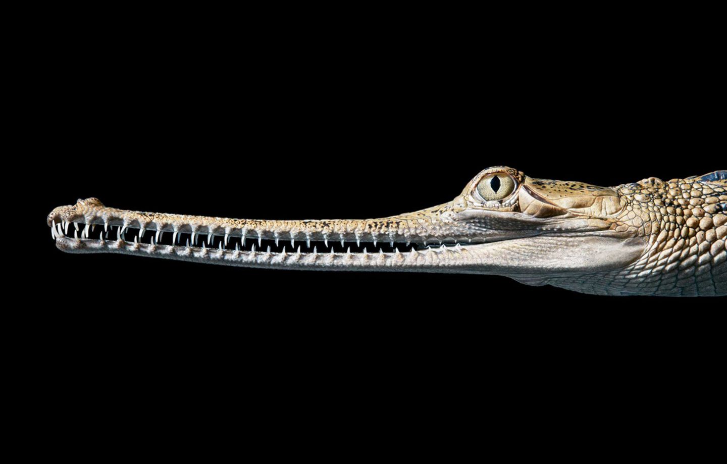 Tim Flach "In Gefahr"