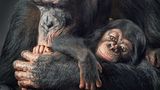 Tim Flach "In Gefahr"