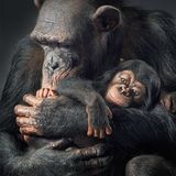 Tim Flach "In Gefahr"