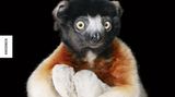 Tim Flach "In Gefahr"