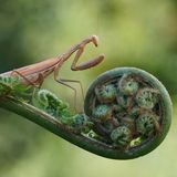 Mantis religiosa Weibchen auf Baumfarn
