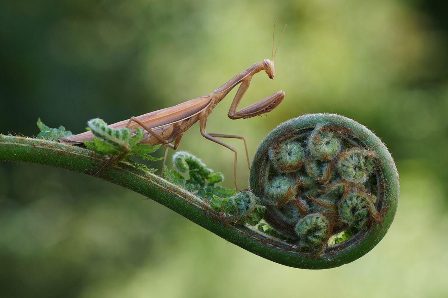 Mantis religiosa Weibchen auf Baumfarn