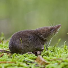 Waldspitzmaus