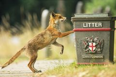Fuchs an Mülltonne