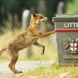 Fuchs an Mülltonne