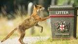 Fuchs an Mülltonne