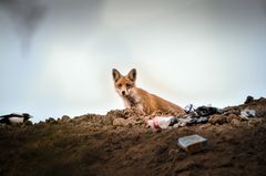 Fuchs auf Müllkippe