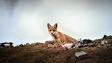 Fuchs auf Müllkippe