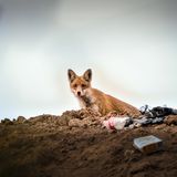 Fuchs auf Müllkippe