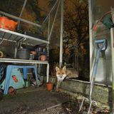 Fuchs im Gartenhaus