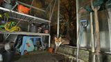 Fuchs im Gartenhaus