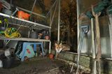 Fuchs im Gartenhaus