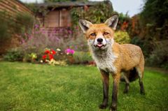 Fuchs im Garten