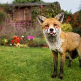 Fuchs im Garten
