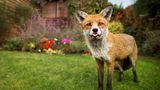 Fuchs im Garten